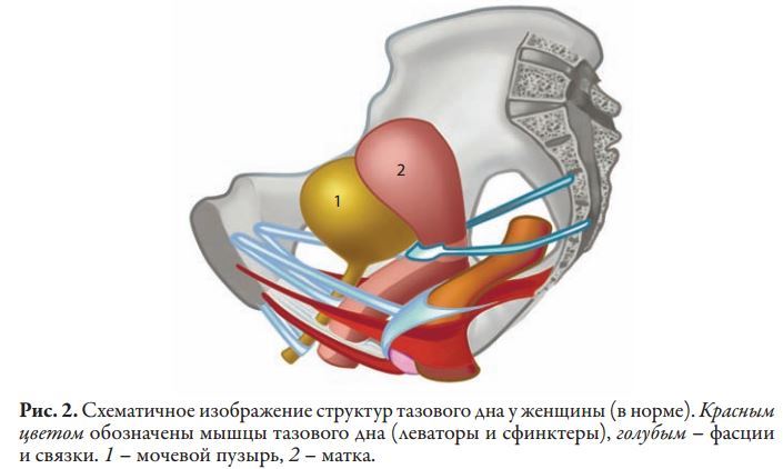 Фасции мочеполовой диафрагмы. Мышцы дна малого таза анатомия. Строение мышц тазового дна. Строение мышц и связок тазового дна у женщин. Структура тазового дна у женщин.