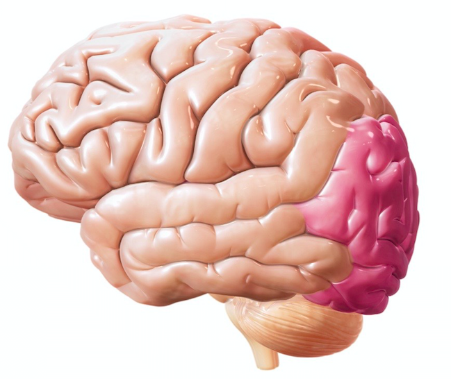 Зона затылочной доли мозга. Затылочно теменных отделов мозга. Теменно-затылочные отделы мозга.