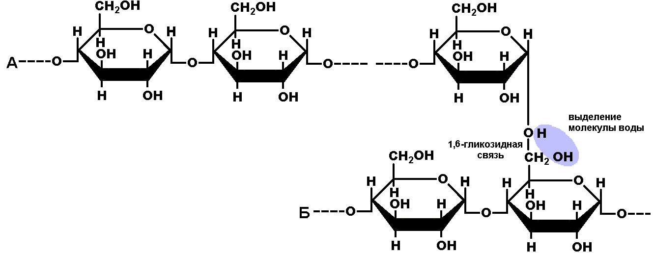 При поликонденсации глюкозы образуется. Бета 1 4 гликозидная связь. Альфа и бета 1 4 гликозидная связь. Альфа 1 6 гликозидная связь. Альфа 1 4 гликозидные связи.